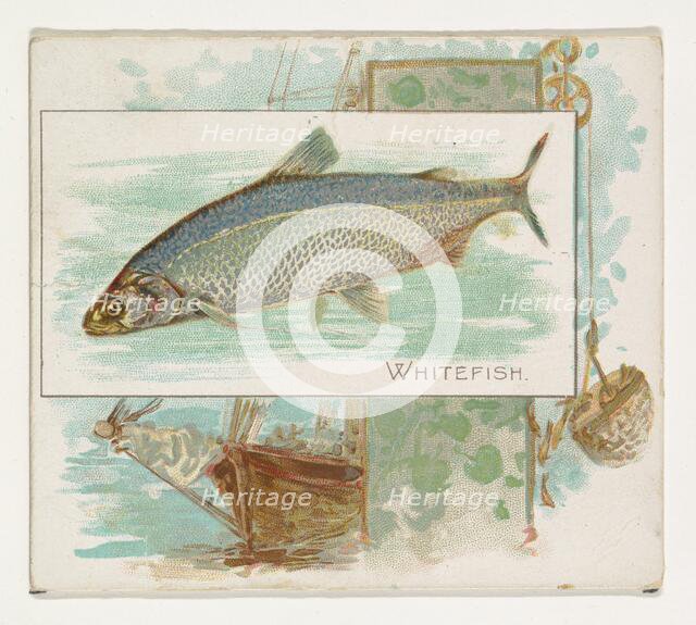 Whitefish, from Fish from American Waters series (N39) for Allen & Ginter Cigarettes, 1889. Creator: Allen & Ginter.