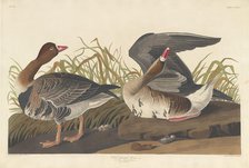 White-fronted Goose, 1836. Creator: Robert Havell.