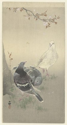 Three tame pigeons. Creator: Ohara, Koson (1877-1945).