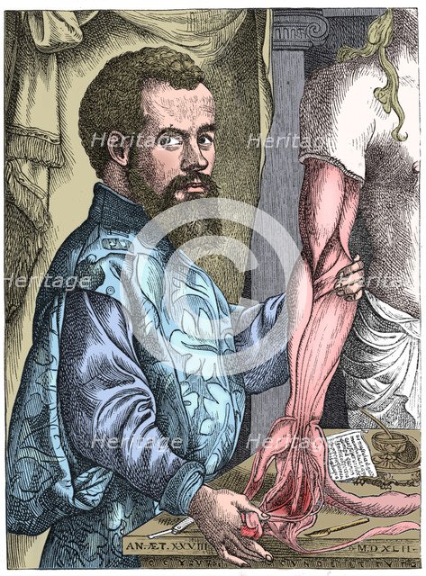 Andreas Vesalius, 16th century Flemish anatomist. Artist: Unknown.