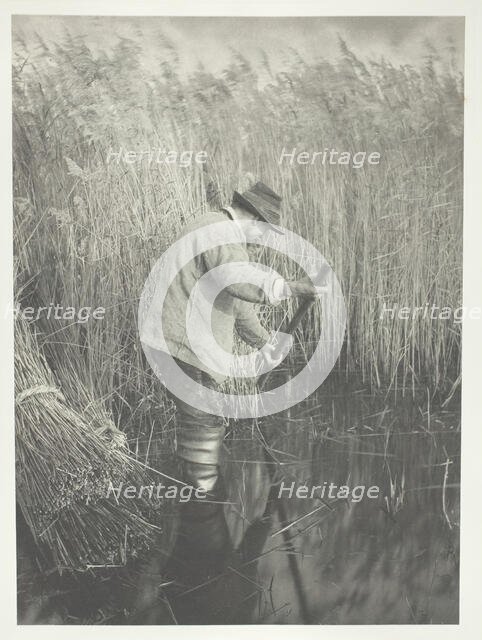 A Reed-Cutter at Work, 1886. Creator: Peter Henry Emerson.