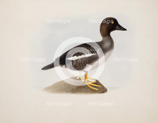 Common Goldeneye, 1836. Creator: Magnus von Wright.
