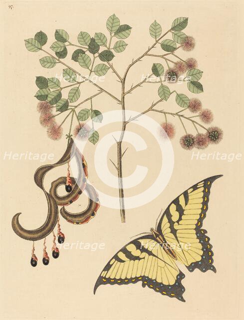 Cat's Claw (Mimosa circinalis), published 1731-1743. Creator: Mark Catesby.