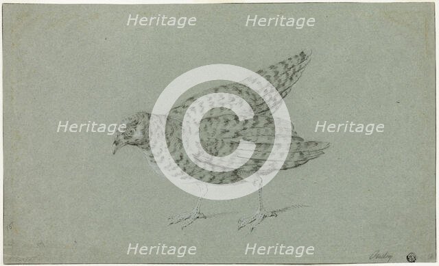 Partridge, n.d. Creator: Jean-Baptiste Oudry.