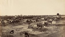 Hatti Kana-The Elephant Camp, 1858-61. Creator: Unknown.