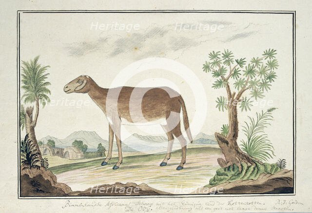 Cape ewe, 1777-1786. Creator: Robert Jacob Gordon.
