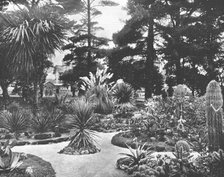 Arizona Garden, Monterey, California, USA, c1900.  Creator: Unknown.