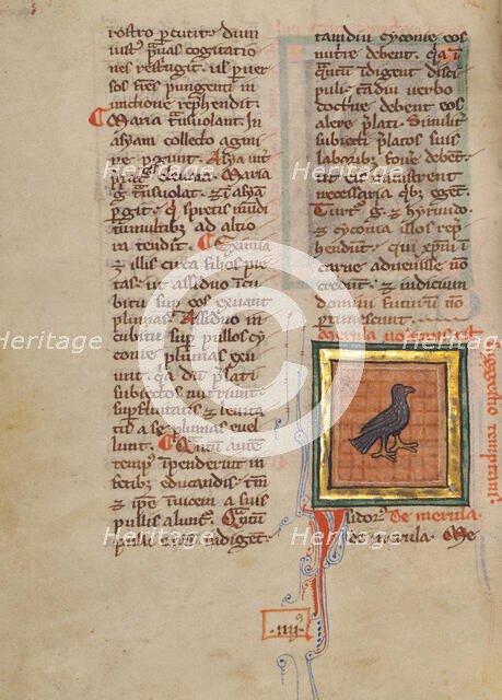 A Blackbird; Bestiary, about 1270. Creator: Unknown.