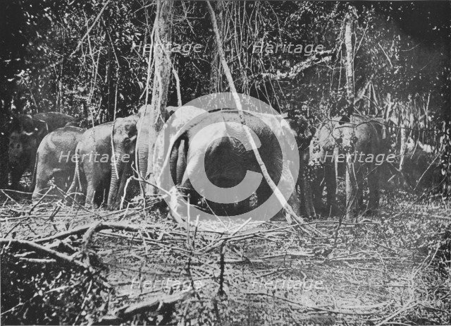 'Attempting to Rescue the Bound Cow', c1890, (1910). Artist: Alfred William Amandus Plate.