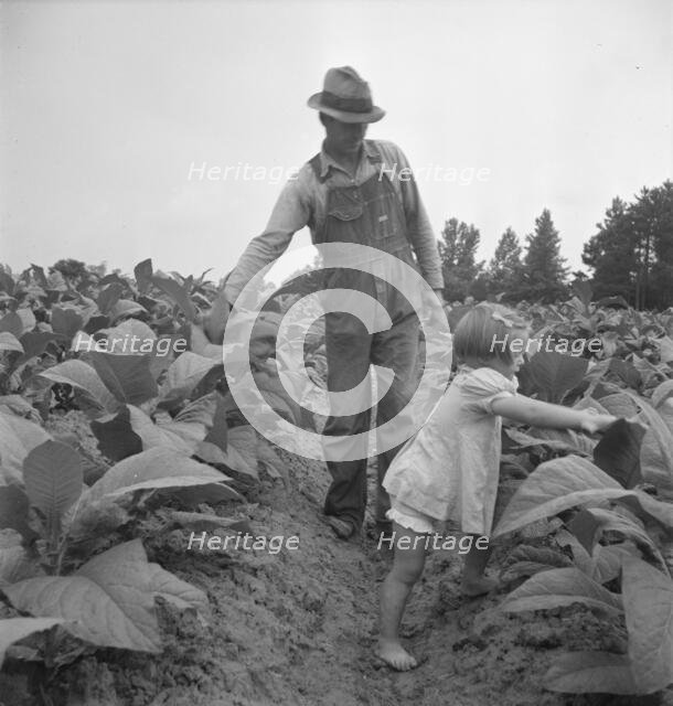 Children helping father, tobacco sharecropper..., Person County, North Carolina, 1939. Creator: Dorothea Lange.
