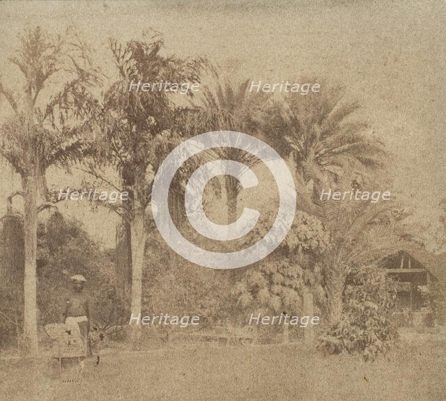 [Gardens, Government House, Allahabad], 1858. Creator: John Constantine Stanley.