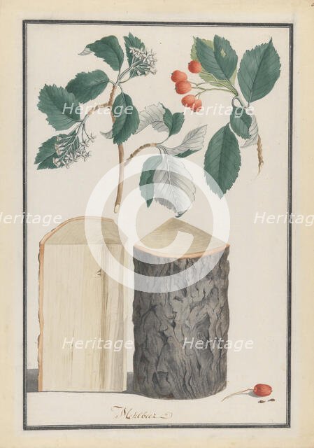 Studies of the leaves, blossoms, fruits and trunk of a whitebeam (Sorbus subgenus Aria), 1788. Creator: Ludwig Pfleger.