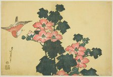 Cotton Roses and Sparrow, from an untitled series of Large Flowers, Japan, c. 1833/34. Creator: Hokusai.