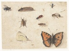Sheet of Studies of Nine Insects, c.1653-c.1661. Creator: Jan van Kessel.