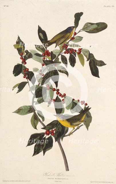 The Nashville warbler. From "The Birds of America", 1827-1838. Creator: Audubon, John James (1785-1851).