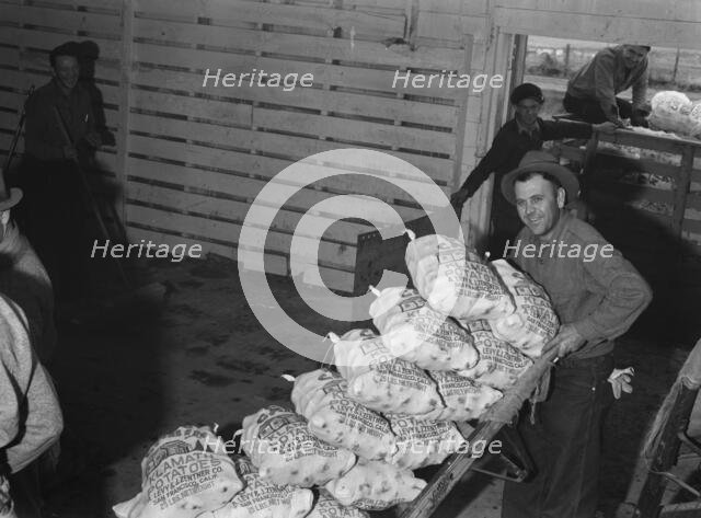 Loading sacked potatoes from shed to truck, Tulelake, Siskiyou County, California, 1939. Creator: Dorothea Lange.