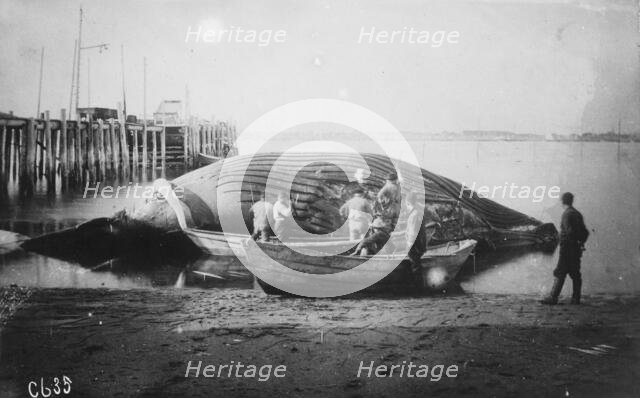 Cutting up a blue whale, between c1900 and c1930. Creator: Unknown.