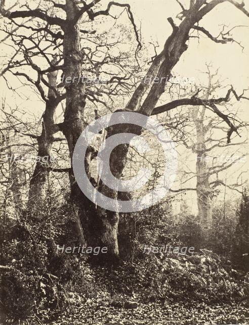 Près le Bodmer (Close to the Bodmer Oak), c.1858. Creator: Eugène Cuvelier.