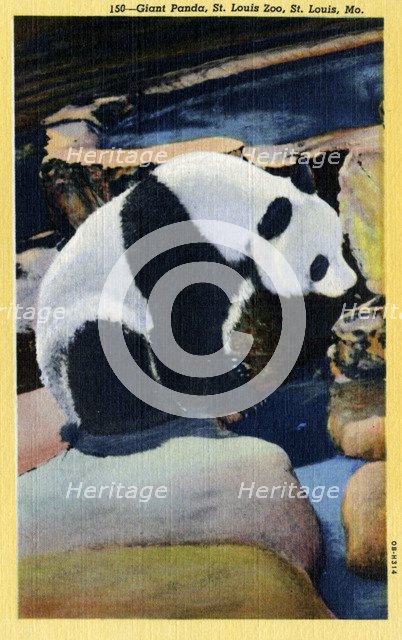 Giant Panda, St Louis Zoo, Missouri, USA, 1940. Artist: Unknown
