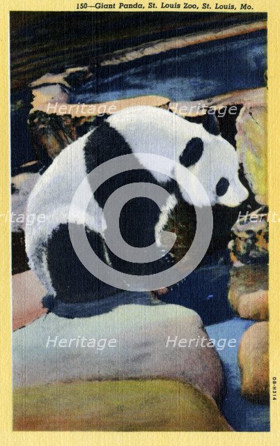 Giant Panda, St Louis Zoo, Missouri, USA, 1940. Artist: Unknown