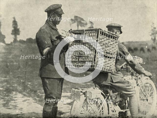 'British Army Carrier Pigeons in France', (1919). Creator: Unknown.