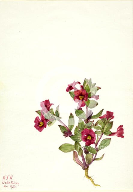 Purple Monkey-Flower (Mimulus bigelovii), 1935. Creator: Mary Vaux Walcott.
