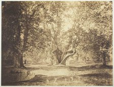 Tree, Forest of Fontainebleau, c. 1856. Creator: Gustave Le Gray.