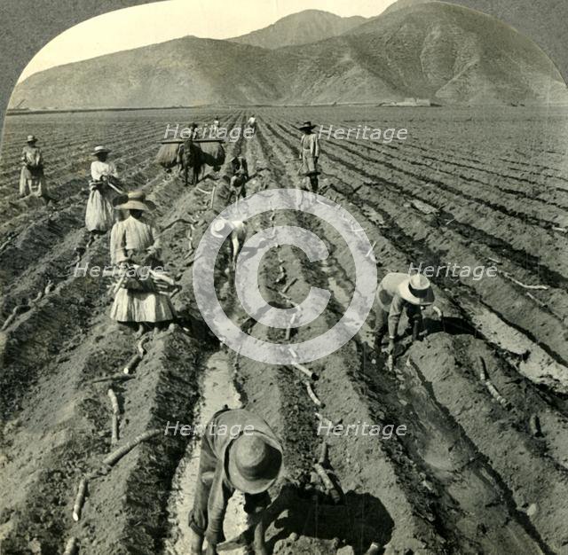 'Planting the Sugar Cane in a Large Hacienda near Lima, Peru.', c1930s. Creator: Unknown.