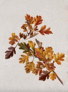 Autumn leaves of hawthorn (Crataegus), c1900s. Creator: Unknown.