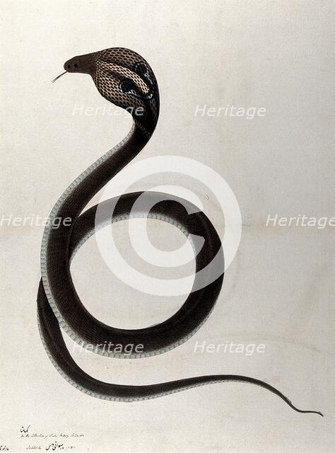 Indian cobra, with 'spectacle' marking on hood, 1782. Creator: Unknown.