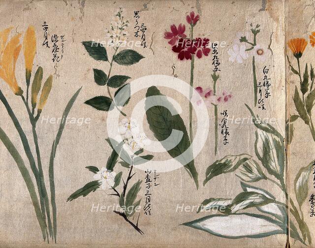 Eight flowering plants, possibly including species of Hosta, Primula, and a daylily, 1870. Creator: Unknown.