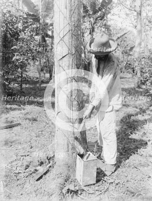Tapping Rubber Tree with machete (Old Way), between c1915 and c1920. Creator: Bain News Service.
