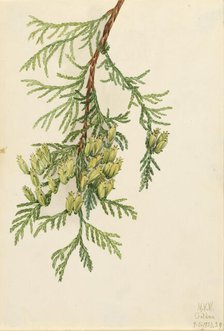 Giant Arborvitae (Thuja plicata), 1923. Creator: Mary Vaux Walcott.