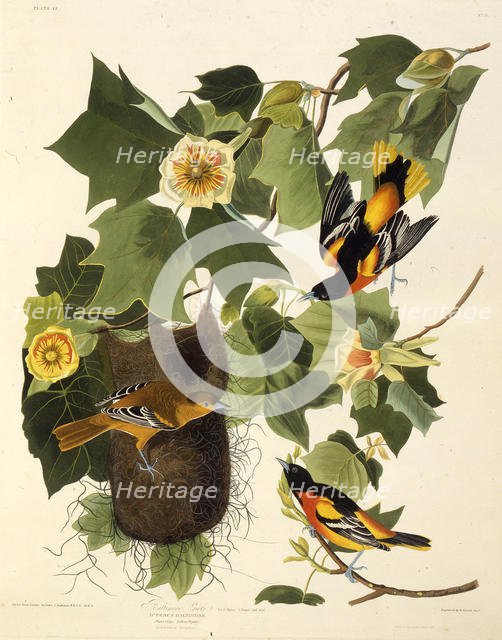 The Baltimore oriole. From "The Birds of America", 1827-1838. Creator: Audubon, John James (1785-1851).