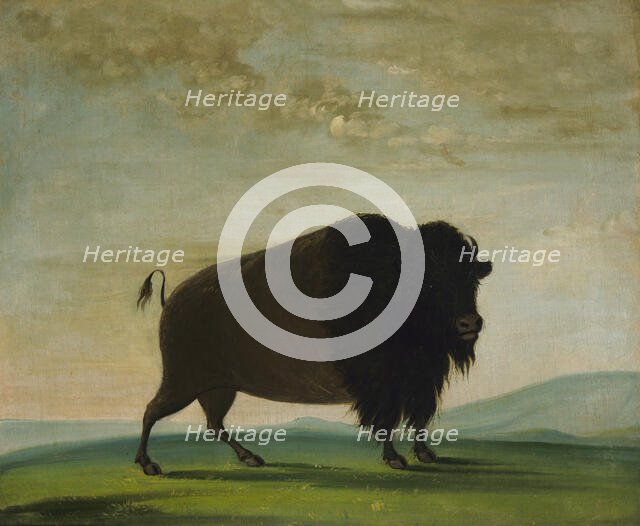 Buffalo Cow, Grazing on the Prairie, 1832-1833. Creator: George Catlin.