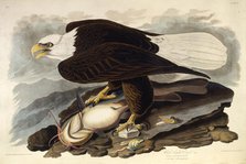 The bald eagle. From "The Birds of America", 1827-1838. Creator: Audubon, John James (1785-1851).