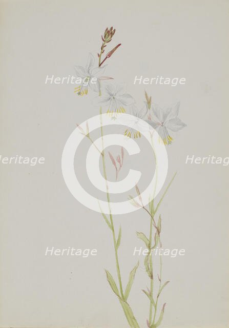 (Untitled--Flower Study), n.d. Creator: Mary Vaux Walcott.