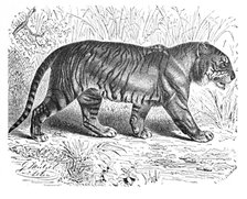 'Bengal Tiger', c1900. Artist: Helena J. Maguire.
