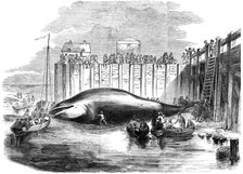 Whale captured in the Thames, Grays, Essex, 19th century. Artist: Unknown