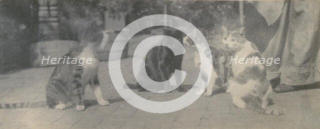 Four Cats, ca. 1895. Creator: Thomas Eakins.