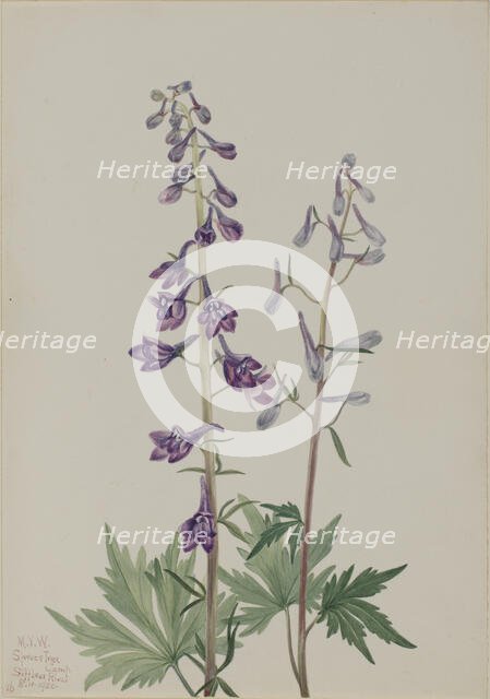 Tall Larkspur (Delphinium elongatum), 1920. Creator: Mary Vaux Walcott.