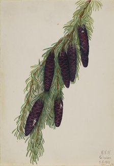 Mountain Hemlock (Tsuga mertensiana), 1923. Creator: Mary Vaux Walcott.