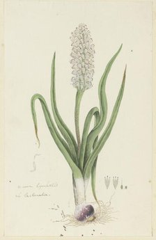 Lachenalia orthopetala Jacq. (Hyacinth), 1777-1786. Creator: Robert Jacob Gordon.