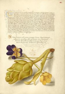 Wild Pansy and Artichoke; Mira calligraphiae monumenta, 1561-1562; illumination added 1591-1596. Creator: Joris Hoefnagel.