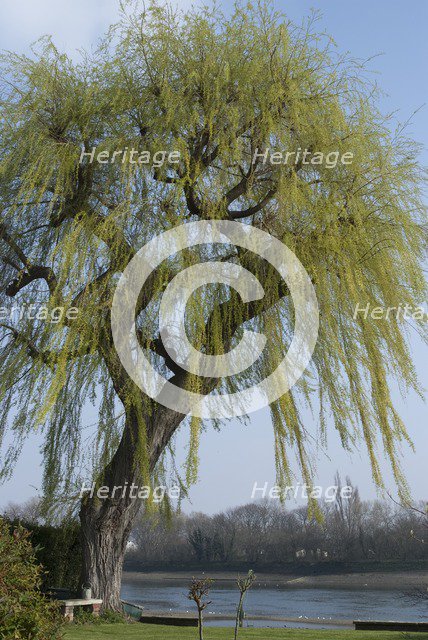 Chiswick Mall, 2009. Creator: Ethel Davies.