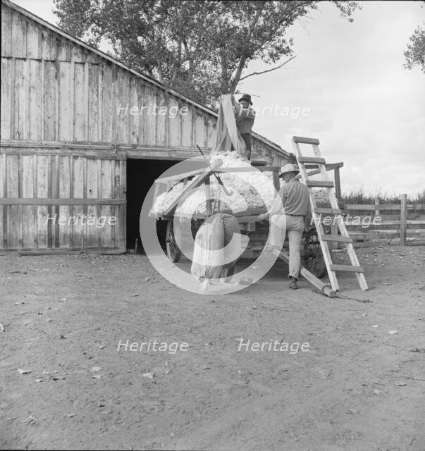 Emptying cotton after weighing, small cotton farm, Kern County, California, 1938. Creator: Dorothea Lange.