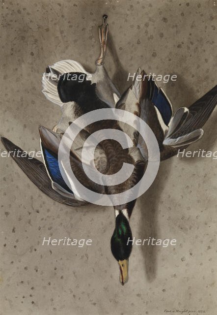 Hanging Mallard, 1834. Creator: Ferdinand von Wright.