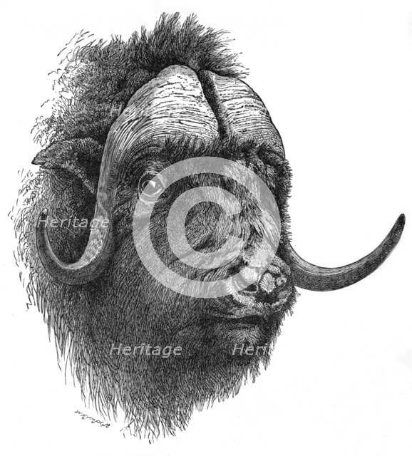 'Musk-Ox', c1900. Artist: Helena J. Maguire.