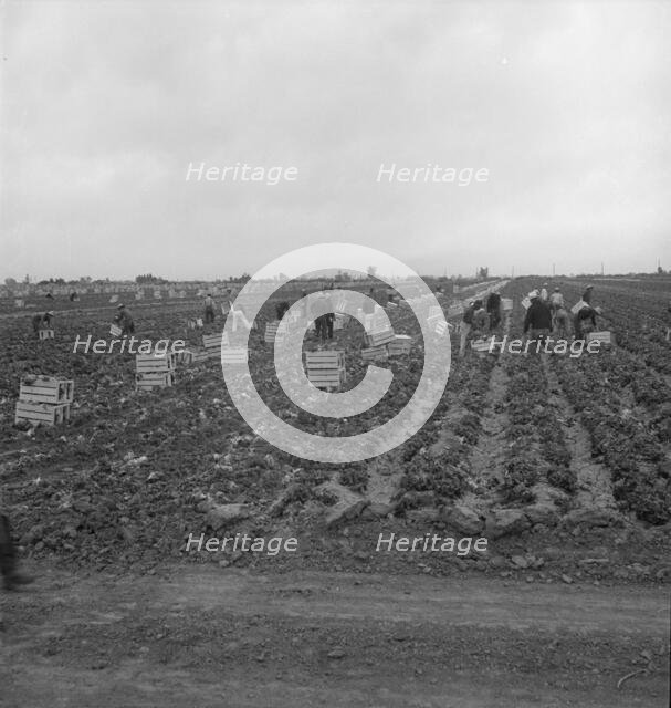 Filipinos cutting lettuce, near Westmorland, California, 1939. Creator: Dorothea Lange.