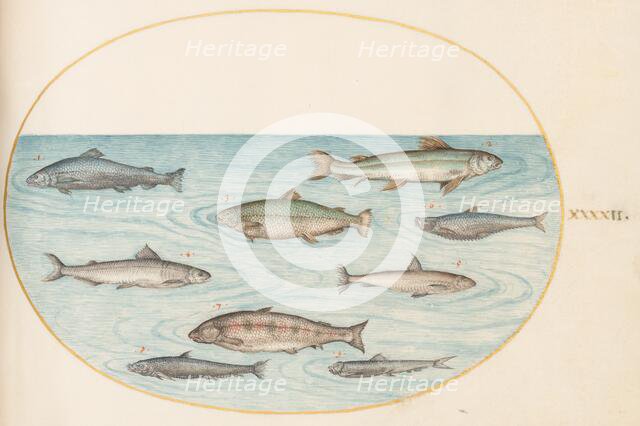 Animalia Aqvatilia et Cochiliata (Aqva): Plate XLII, c. 1575/1580. Creator: Joris Hoefnagel.